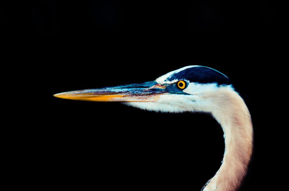 Free Image of Close Up of Bird on Black Background 