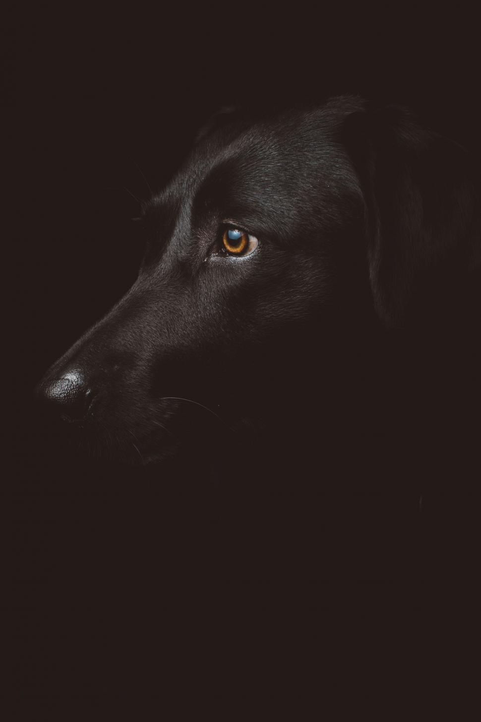 Free Image of Close Up of Dogs Face in the Dark 