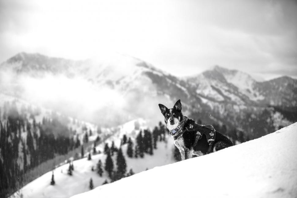 Free Image of Dog Standing in Snow 