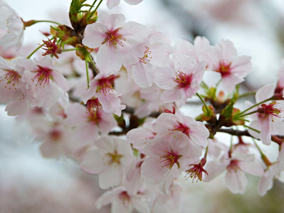 Free Image of Close Up of a Tree With Abundant Flowers 