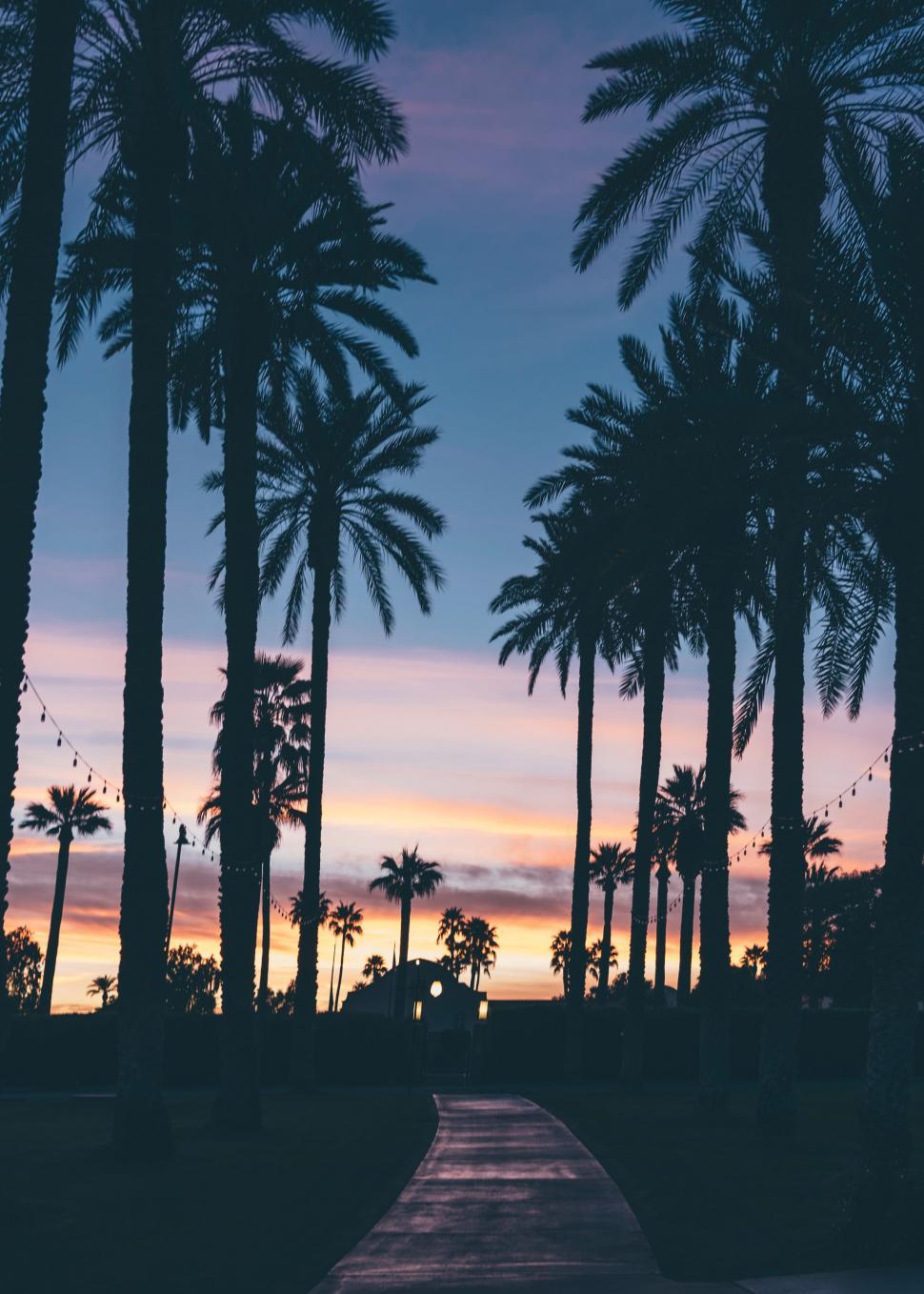 Free Image of Palm Trees Silhouetted Against Colorful Sunset 