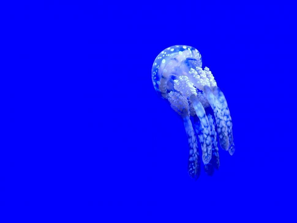 Free Image of Blue Jellyfish Swimming in the Ocean 