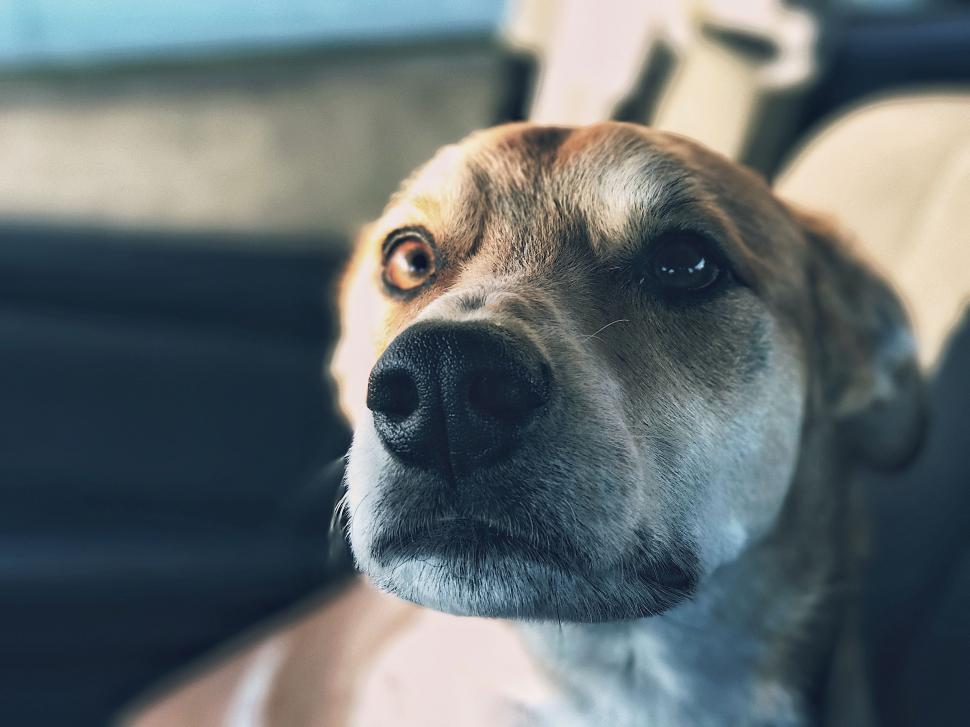 Free Image of Close Up of a Dog in a Car 