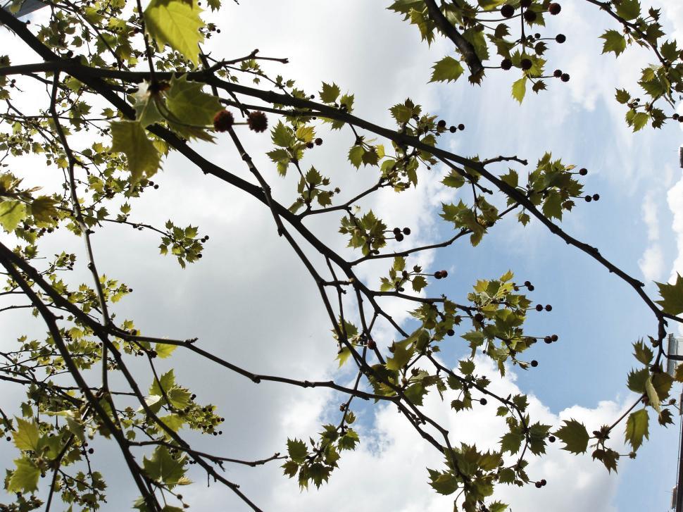 Free Image of tree branch and cloudy sky 