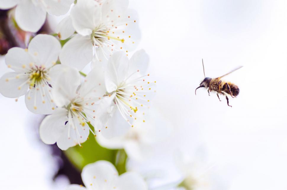 Free Image of Bee Flying Over White Flowers 