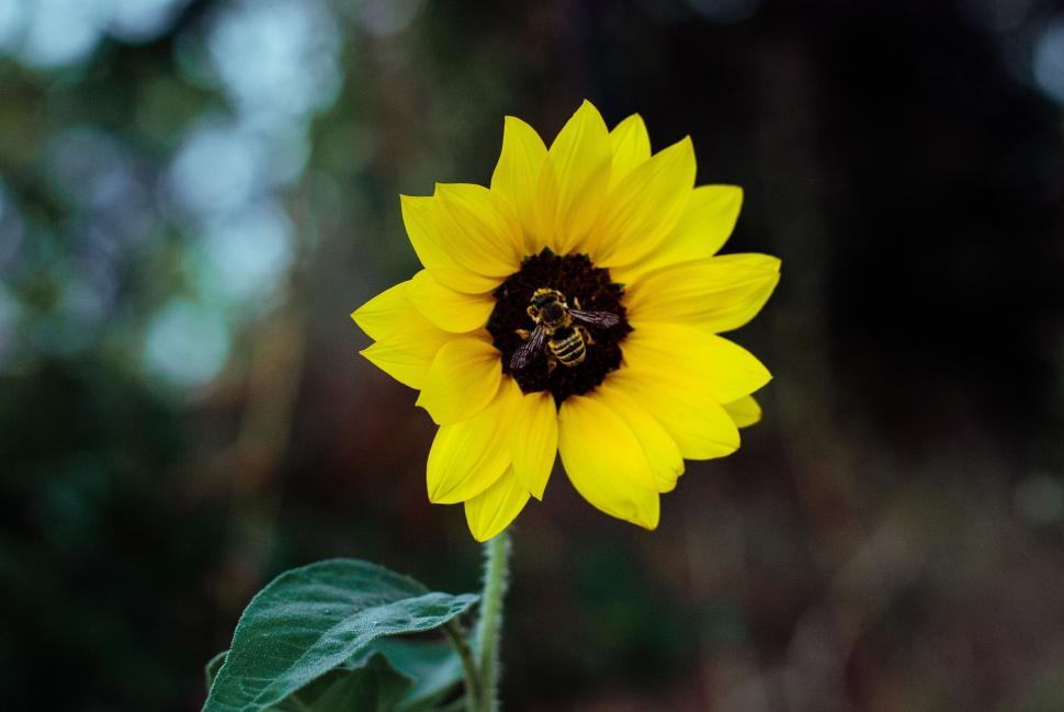 Free Image of Yellow Sunflower With Bee 