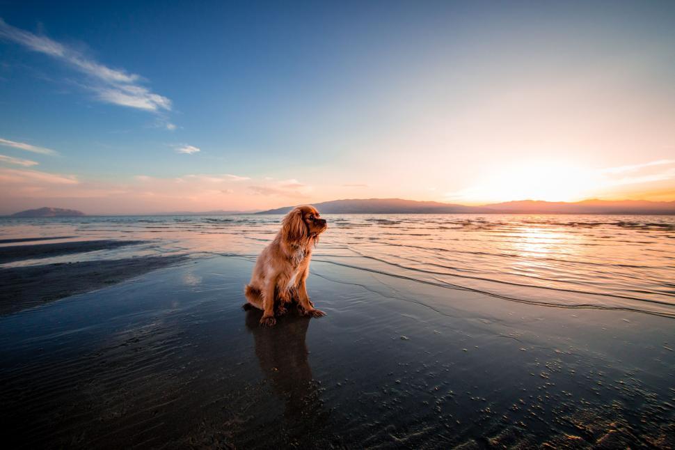 Free Image of Dog Sitting on Beach at Sunset 
