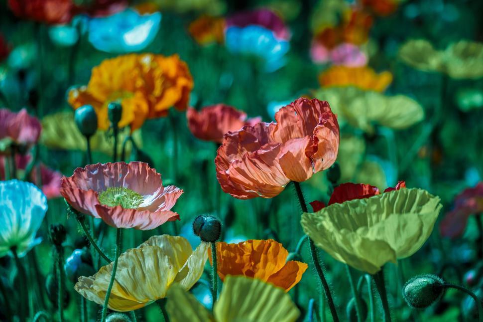 Free Image of Vibrant Field of Colorful Flowers Under Sunlight 