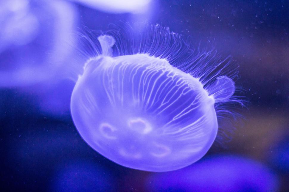 Free Image of Close Up of a Jellyfish in a Tank 