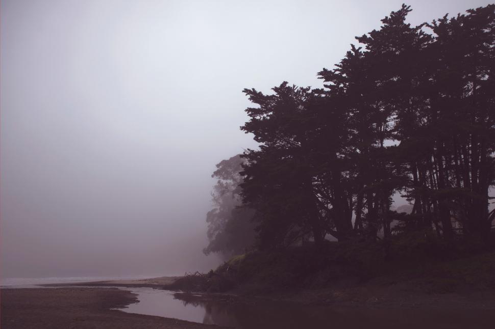 Free Image of Trees in Foggy Weather 