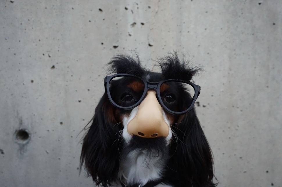 Free Image of Black and White Dog Wearing Sunglasses and Fake Nose 