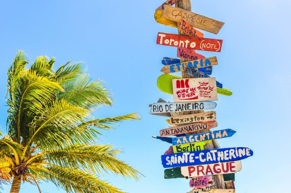 Free Image of Palm Tree Covered in Signs 