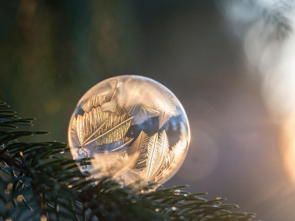 Free Image of Glass Ball Resting on Top of a Pine Tree 