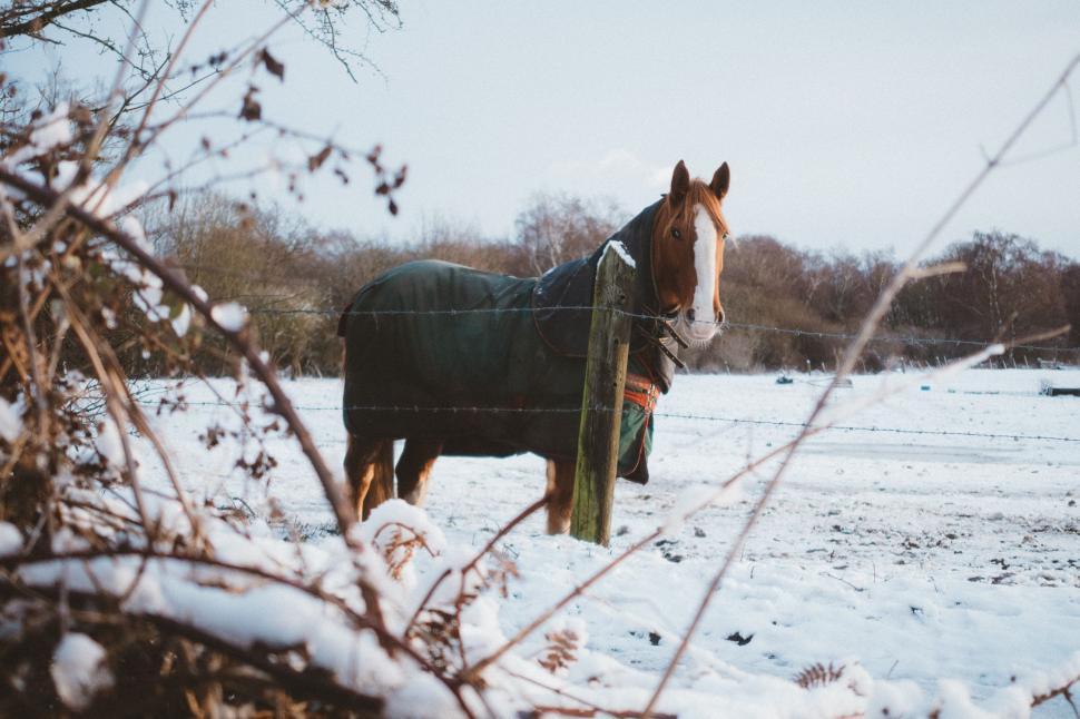 Free Image of Horse Standing in Snowy Field Next to Fence 