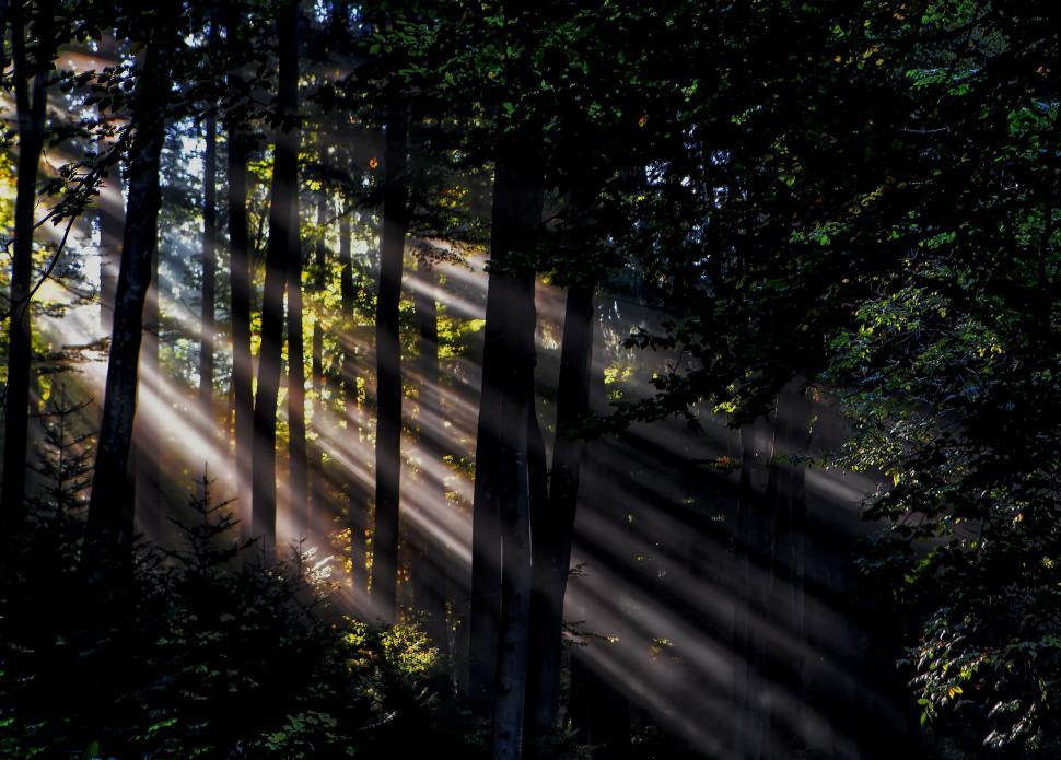 Free Image of Sunlight-drenched Forest With Abundant Trees 