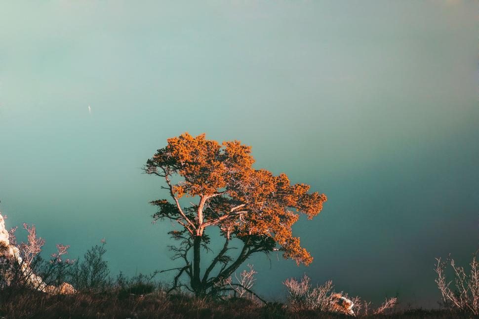 Free Image of Lone Tree on Hill With Blue Sky 