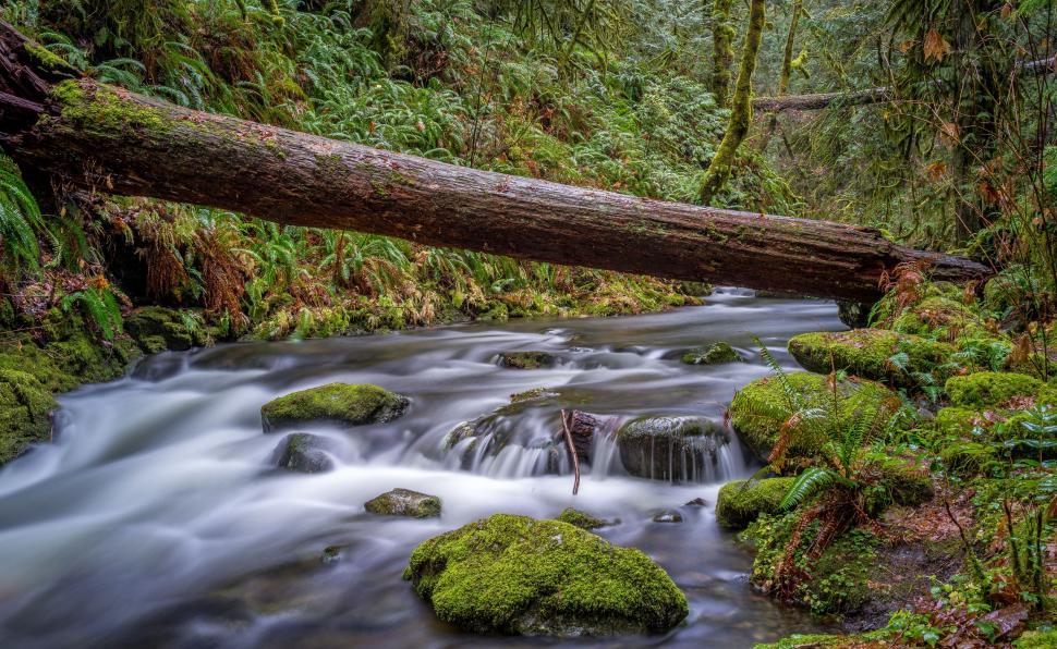 Free Image of Stream Flowing Through Lush Green Forest 