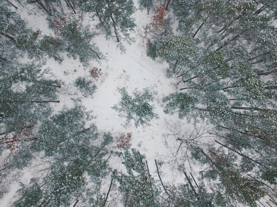 Free Image of Group of Trees Standing in the Snow 