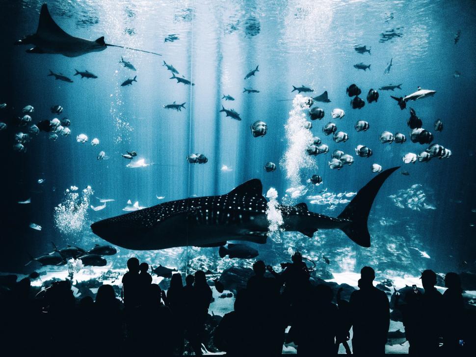 Free Image of People Standing Under a Large Aquarium 