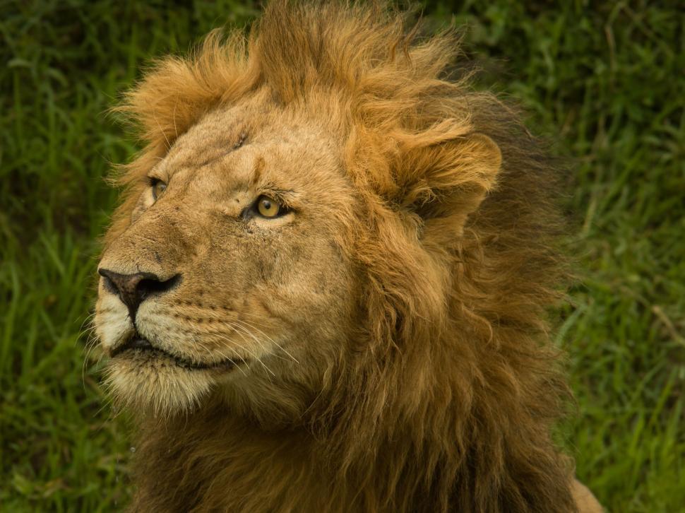 Free Image of Close Up of a Lion in a Field of Grass 