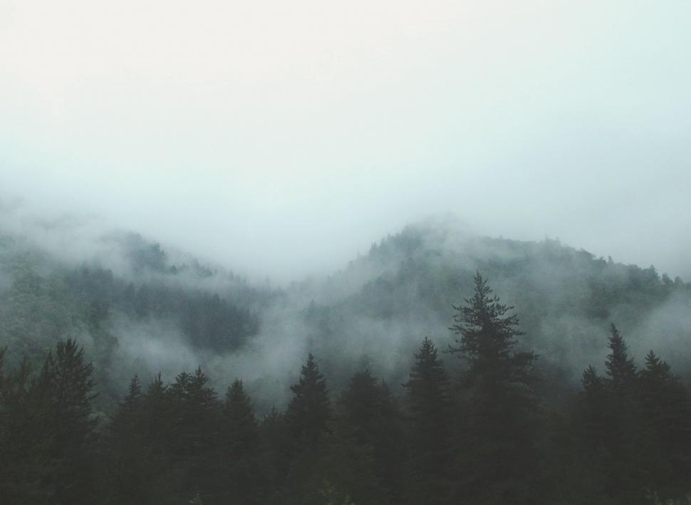 Free Image of Misty Forest Blanketed in Fog 
