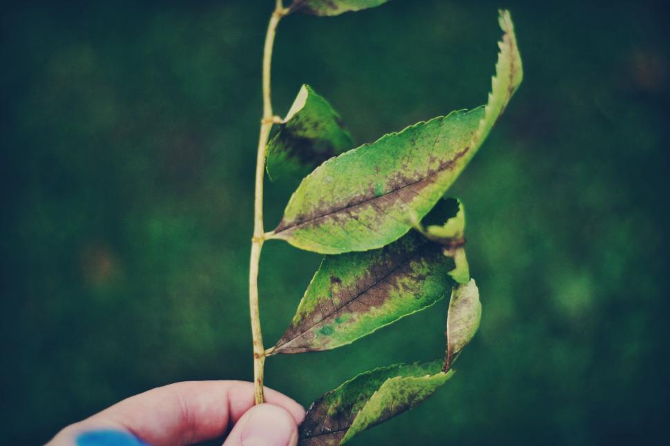 Free Image of Person Holding a Plant 