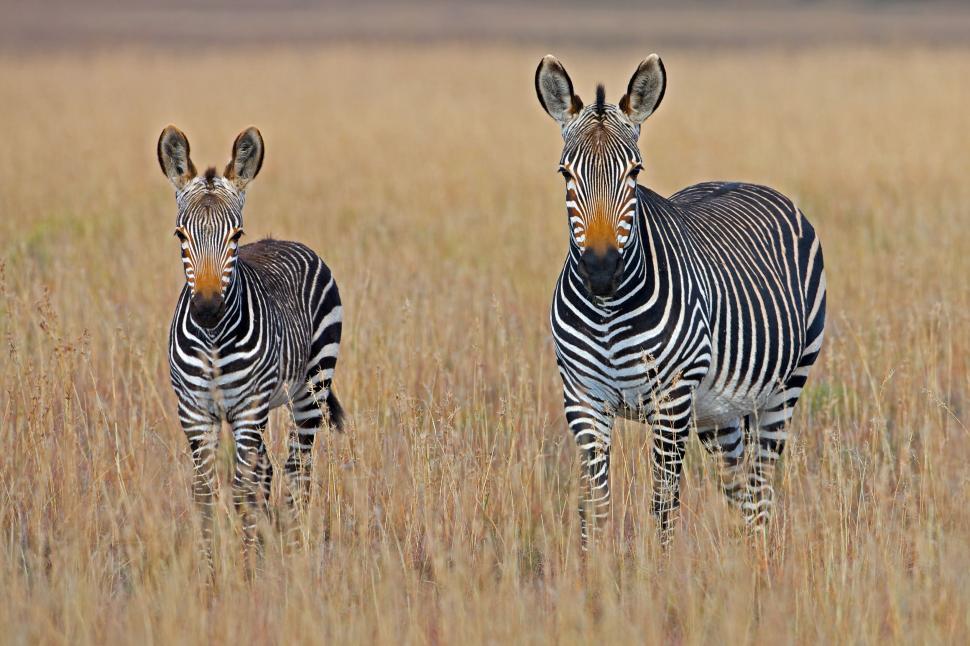 Free Image of Couple of Zebras Standing on Dry Grass Field 