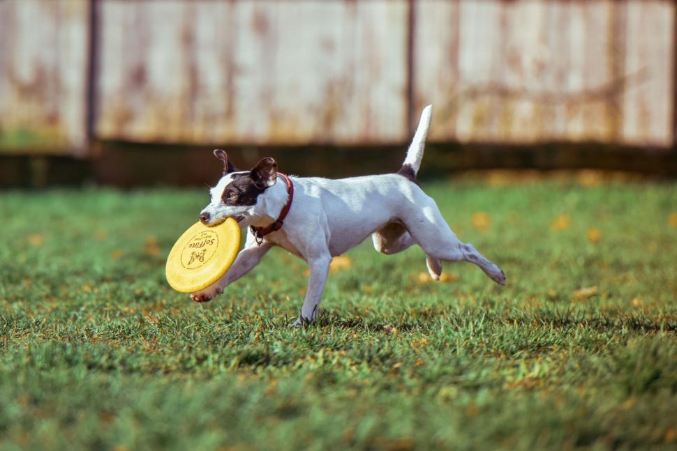 Free Image of Small Dog Holding Yellow Frisbee 