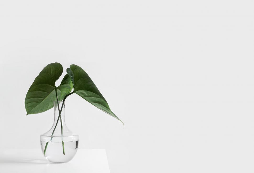 Free Image of Green Plant in Clear Glass Vase 