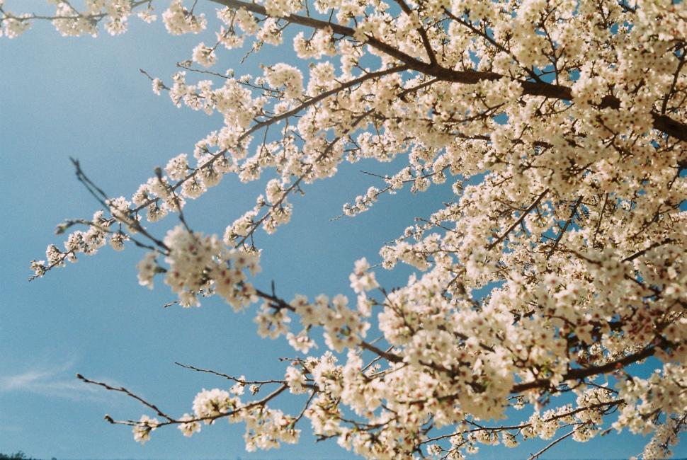 Free Image of Tree With White Flowers and Blue Sky Background 