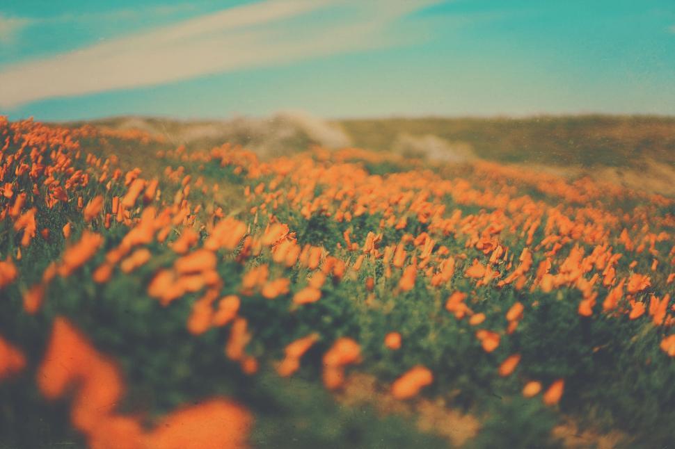 Free Image of Field of Orange Flowers Under Blue Sky 