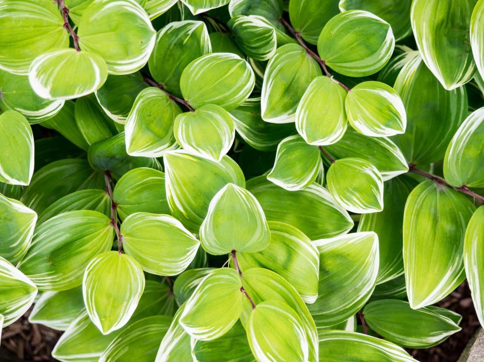 Free Image of Close Up of a Plant With Green Leaves 