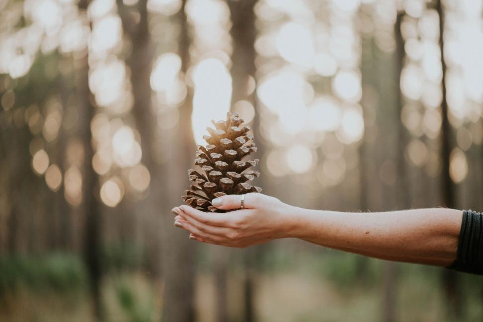 Free Image of Person Holding Pine Cone in Forest 