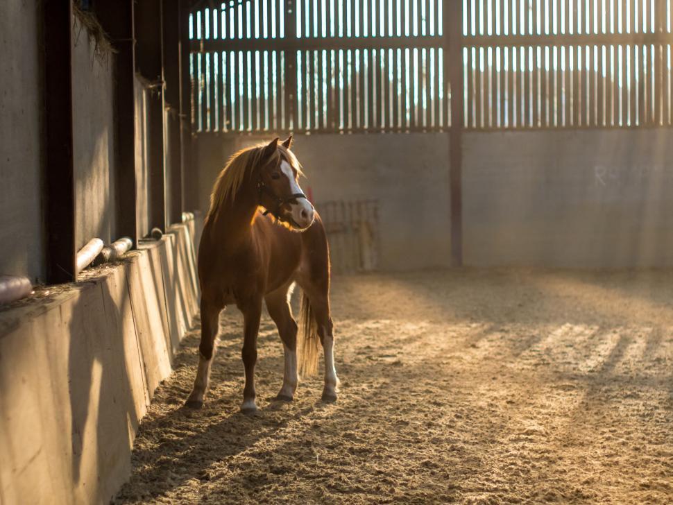 Free Image of Horse Standing in Stable Beside Fence 