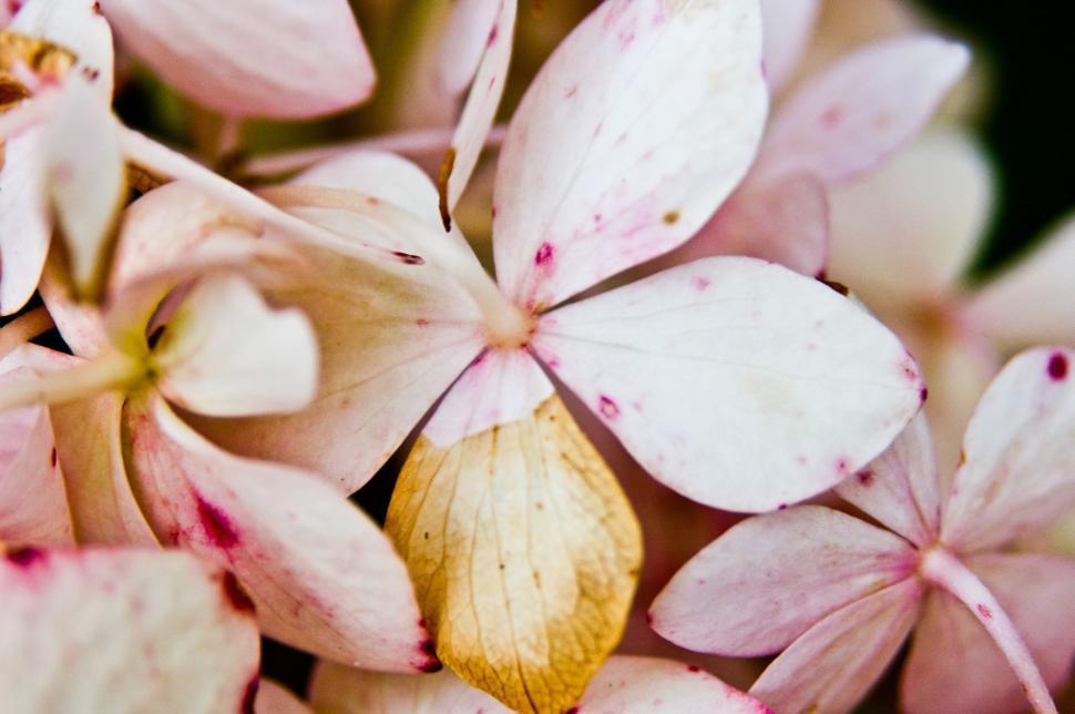 Free Image of Close Up of Pink Flowers 