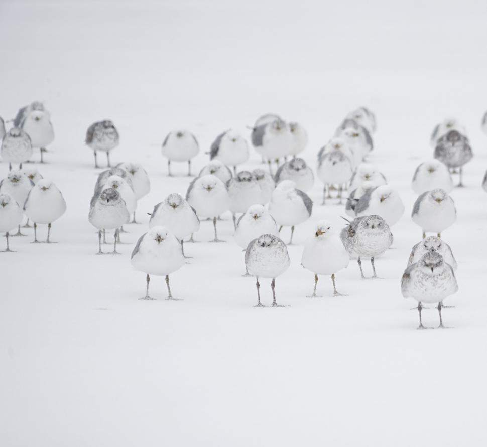 Free Image of Flock of Birds Standing on Snow Covered Ground 