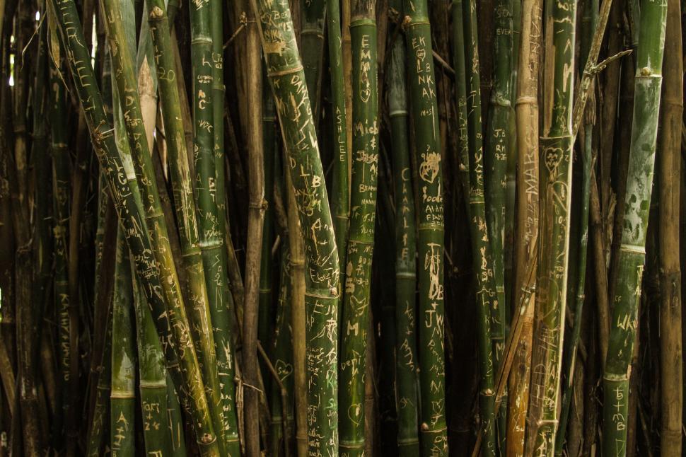 Free Image of Close Up of Bunch of Bamboo Sticks 