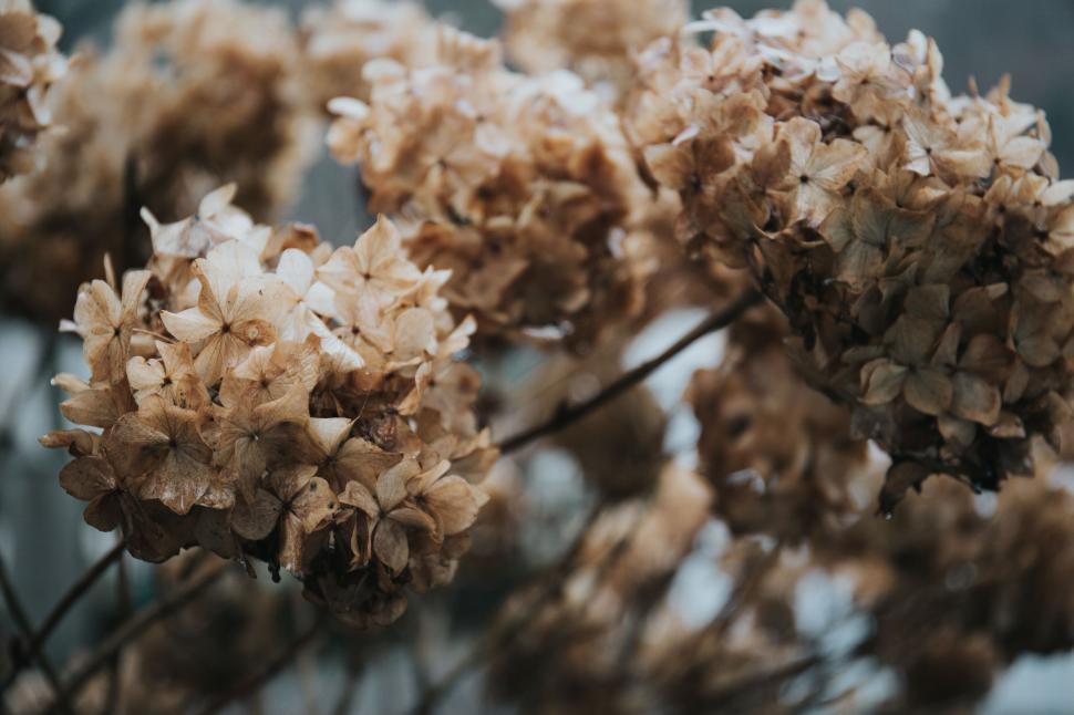 Free Image of Close Up of Brown Flowers 