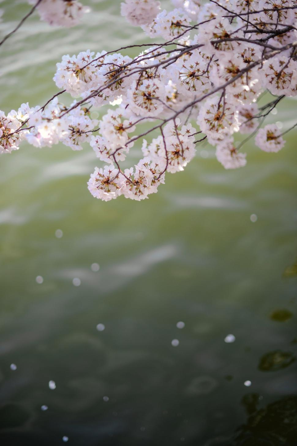 Free Image of Flowers Near Water 