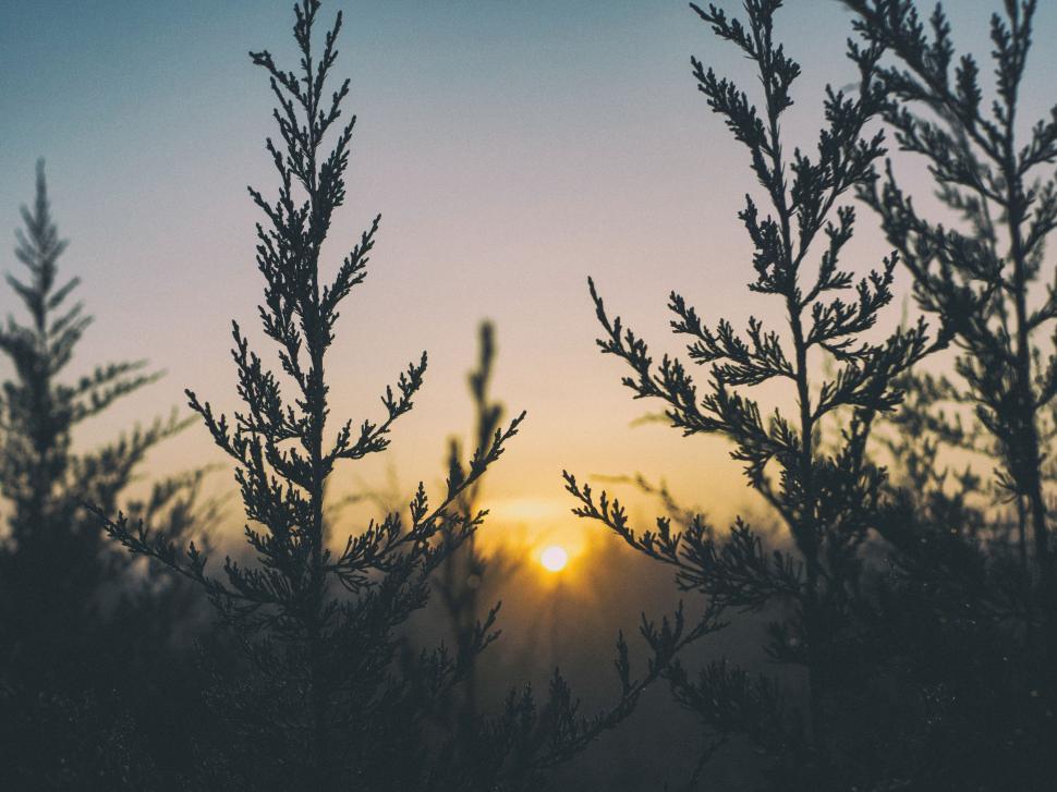 Free Image of Sun Setting Through Tree Branches 
