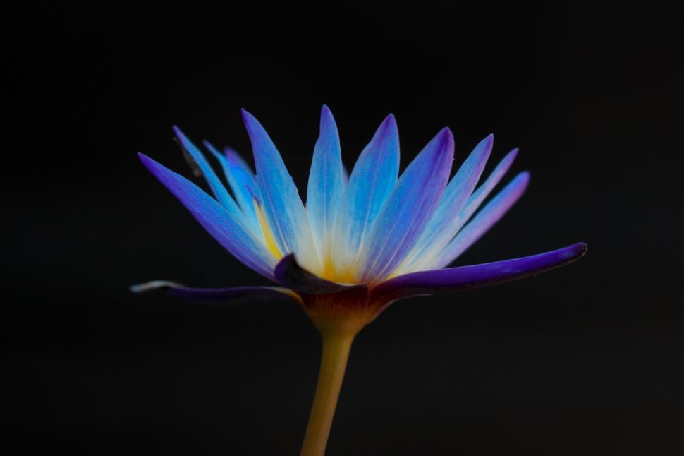 Free Image of Blue and Yellow Flower on Black Background 