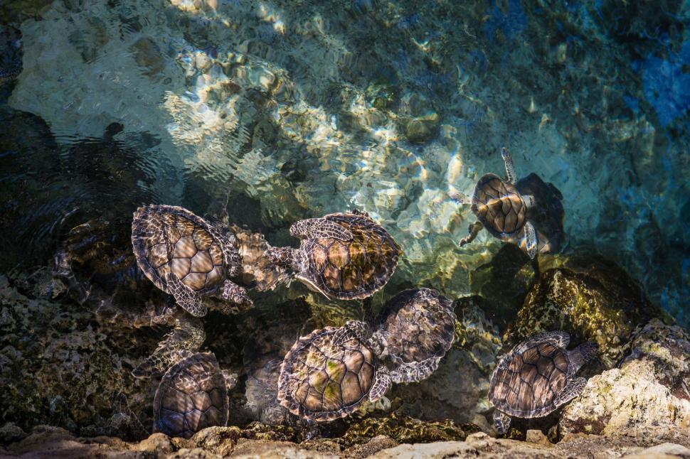 Free Image of Group of Sea Turtles Swimming in the Ocean 