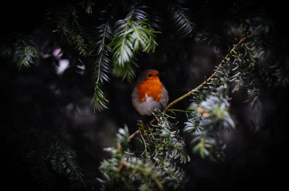 Free Image of Red and White Bird Perched on Tree Branch 