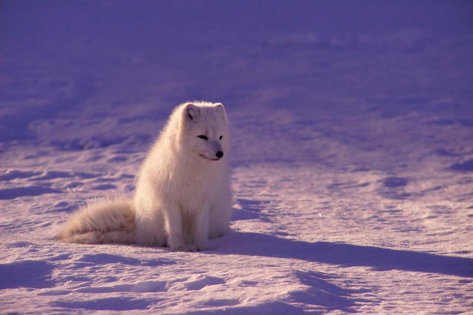 Free Image of Small White Animal Sitting in the Snow 