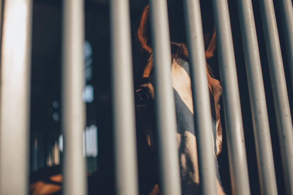 Free Image of Brown and White Cow Peeking Through Metal Fence 