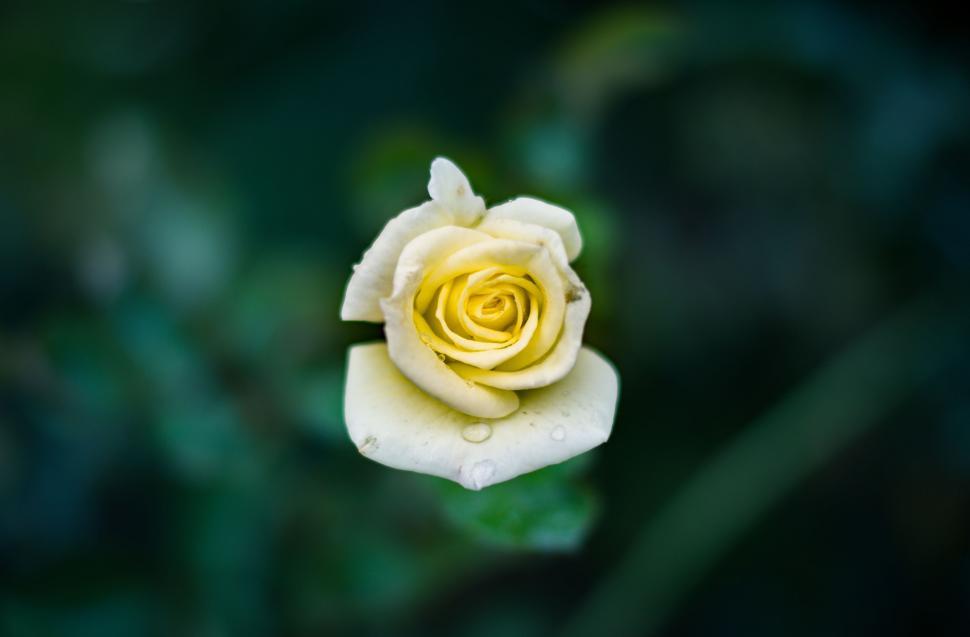 Free Image of Yellow Rose Covered in Water Droplets 