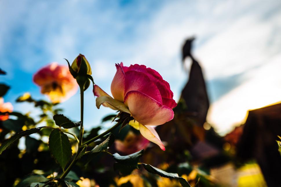 Free Image of A Pink Rose Blooms in a Garden 