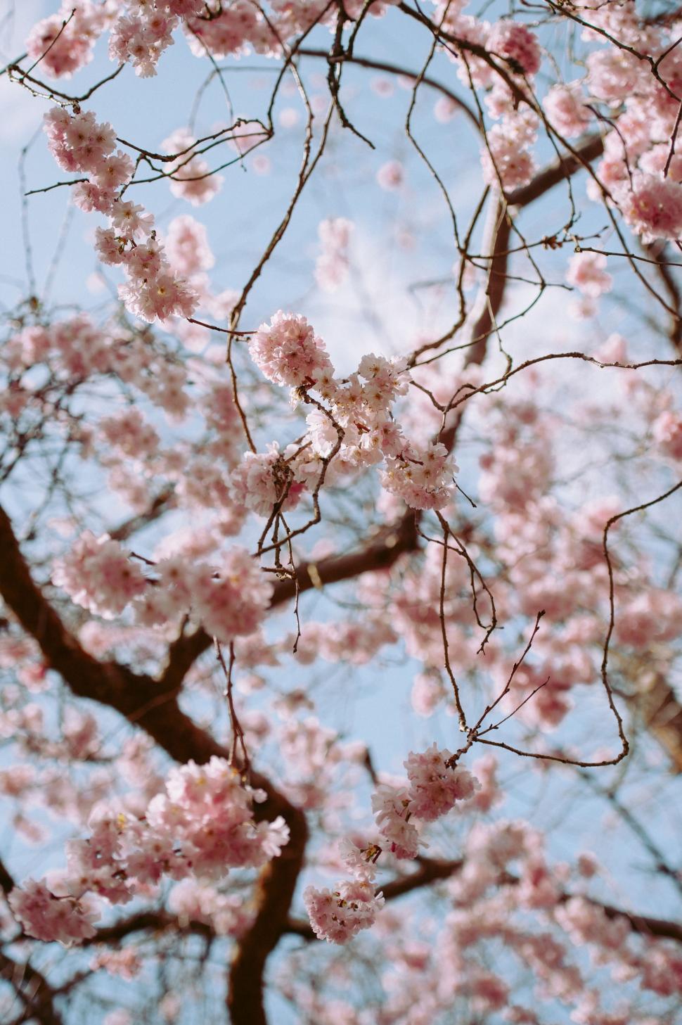 Free Image of Blossoming Pink Flower Tree 