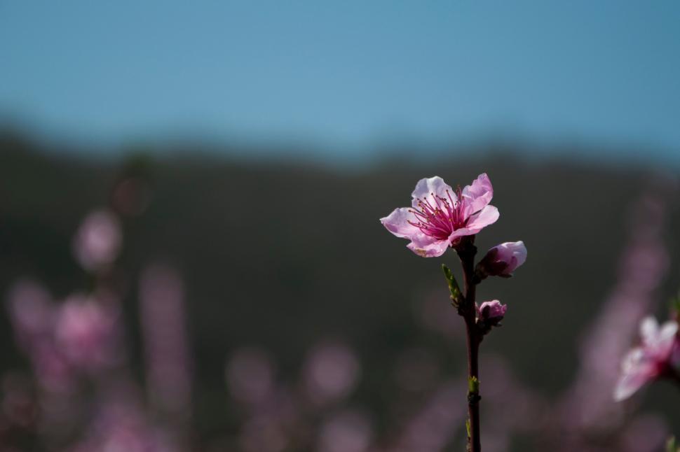 Free Image of Pink Flower Blooming in Field Under Blue Sky 