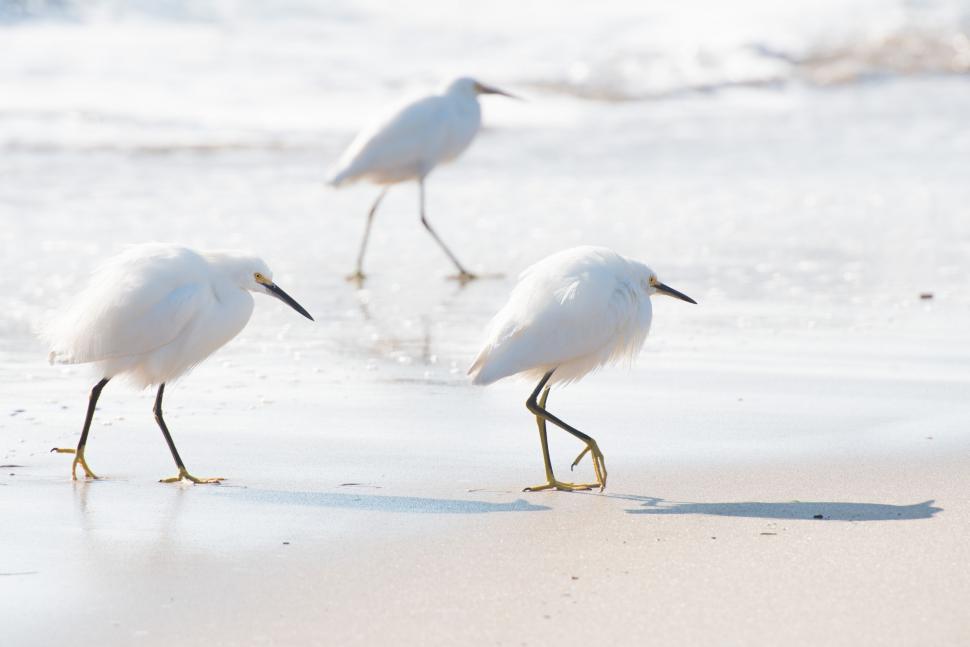 Free Image of Three White Birds Walking on Beach Next to Ocean 
